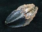 Huge, Unworn Triceratops Tooth - #4468-2